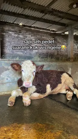 spek gaib bolo😭 #4u #fypシ #berandatiktok #xyzbca #story #storywa #nyomborgank #trending #peternakmilenial #viral #bosmuda #peternakmuda #sapijumbo #juragansapi #pedetsuper 