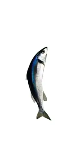 SpinningFish#SpinningFish #fish #animals #pet #pets #fyp #foryou #foryoupage 