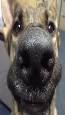 #germanshepherd #germanshepherds #dog #dogs 