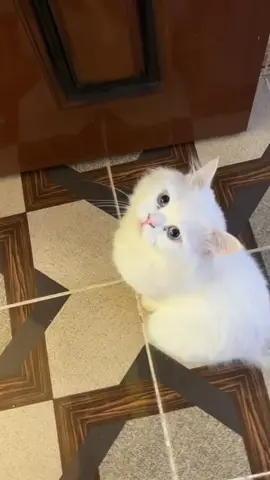 #الشعب_الصيني_ماله_حل😂😂 #اكسبلور #بسهه_حلووه🐈💛 