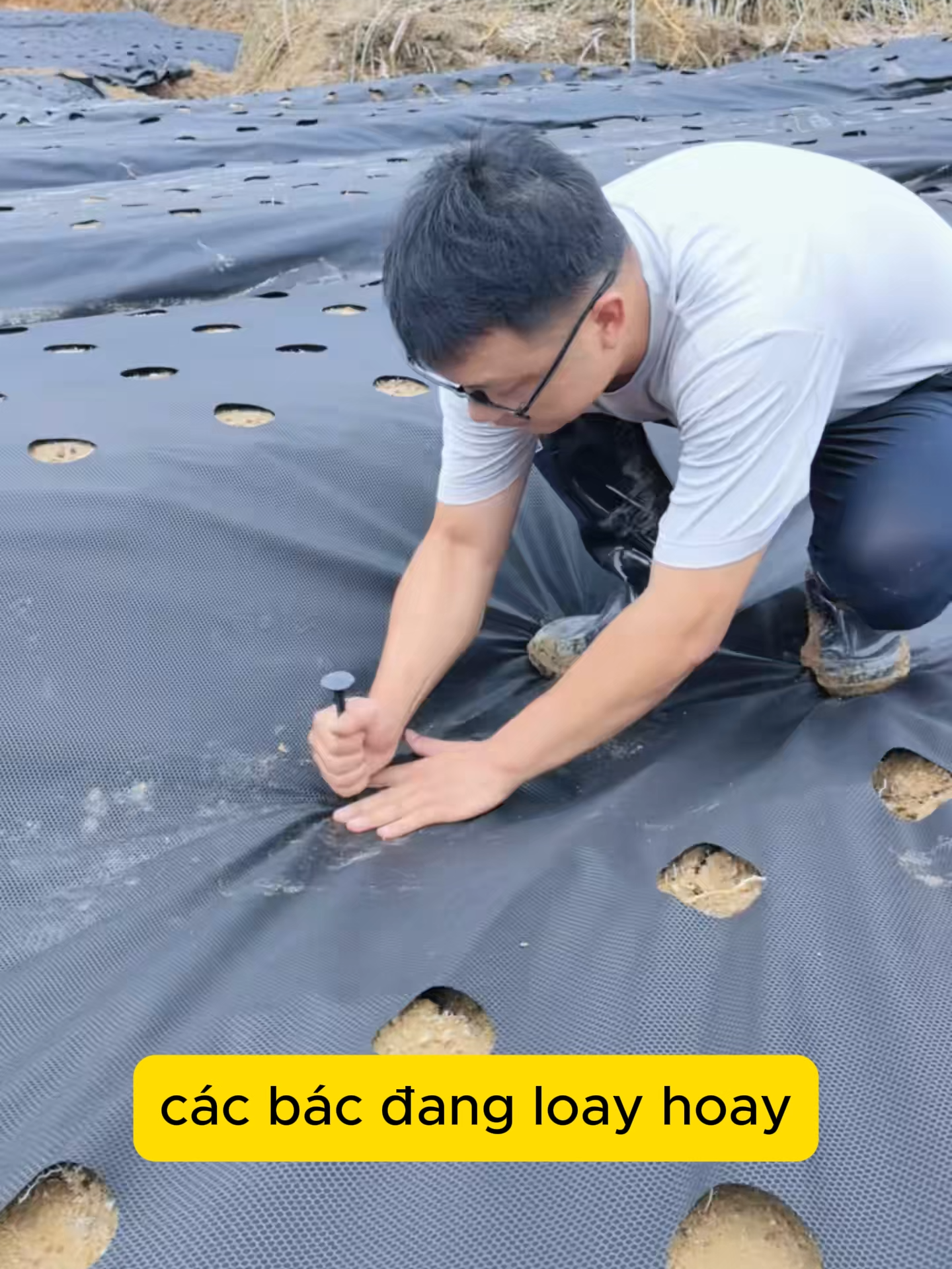 Bạt phủ chống cỏ mọc #xuhuong #trongcay #mangphunongnghiep