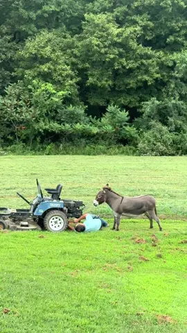 Giving the people what they want 😂 ain’t got no gas in it!! And some more new footage of my wheezing that so many of you love #donkey #minidonkey #minidonkeysoftiktok #donkeysoftiktok #farm #farmlife #farmerswife #fyp #aintgotnogasinit 