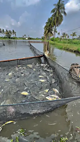 🐟 #viral#ikan#ikanila#ikannilababon #fyp #fyppppppppppppppppppppppp #petanimuda #lewatberanda 