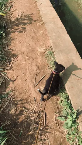 ROCKY#fyp #anjinglucu #anjing 
