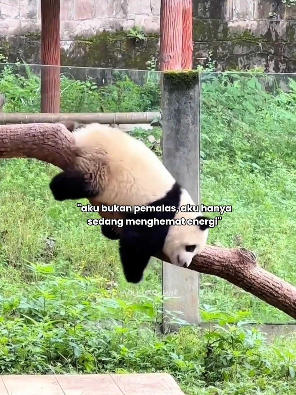 noted: diam, bukan berarti pemalas hanya menghemat energi 🫵✨ #foryou #panda #relate #quote #fyp #pandalucu #rebahan 