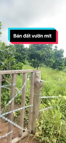 Anh chị tìm mua đất vườn gọi ngay cho em nha . #fyp  #bdsbinhphuoc  #bdsvungven  #bdshanoi #bdsgiare 
