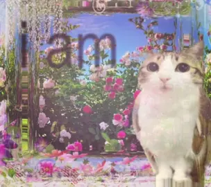 ✦  Cop Car - Mitski ┇ inspo : i forgot sorry )#meowl #catowlhybrid #owlcat #lyics #copcarmitski #mitski #flowercore @rowan 
