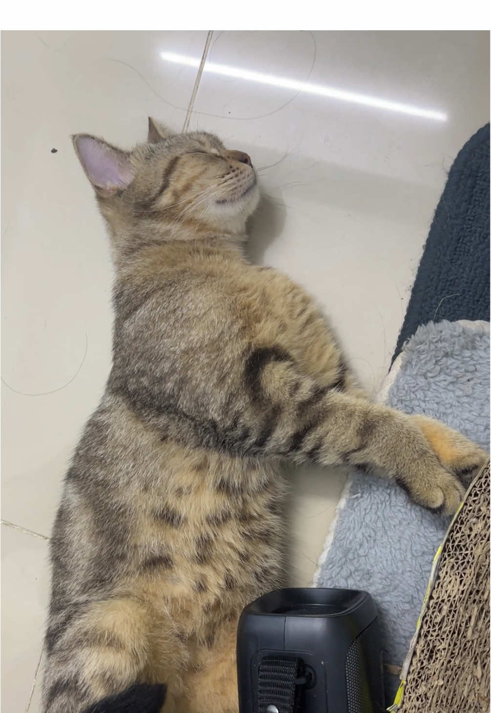 Bà già bị tui lừa 🥰 #maoiuuu #catlover 