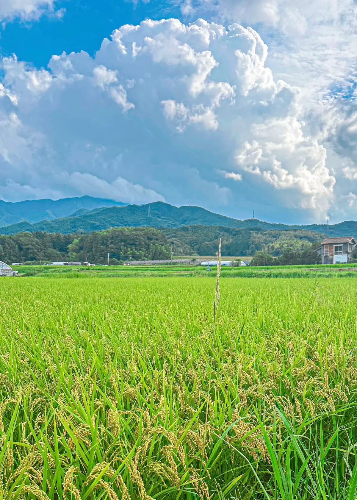入道雲みたいな力強さ憧れ#田舎の景色 #田舎 #日本の風景 #田舎の夏 #日本 #🇯🇵 #田舎の風景 