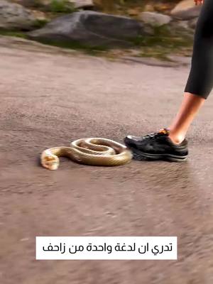 الحل الذكي لطرد جميع الزواحف يعمل بالطاقة الشمسية 