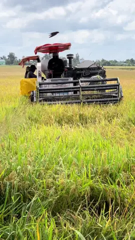 Vĩnh phú đông chào nhau nè ✌🏻@Sói Đen @Thái Băng🐓 @Nhơn ka2k🐉68 @tí bánh bao @Hoàng Phi 1992 @Thanh Phong 65ct 