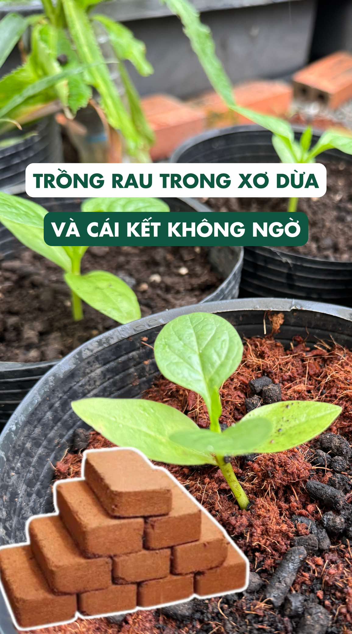 Đừng trồng cây bằng xơ dừa nếu chưa xem hết video này nha #trongrau #trongrausach #trongrausanthuong #xodua #viennenxodua #dattrongrau #dattrongcay #datnamix #dattrongraunamix #namix 