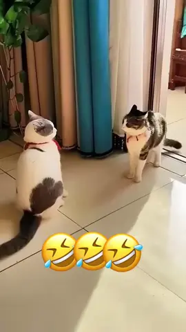 🤣🤣 🤣🤣 #dog #cat #voiceover #funny #dogsoftiktok #animals #pet 