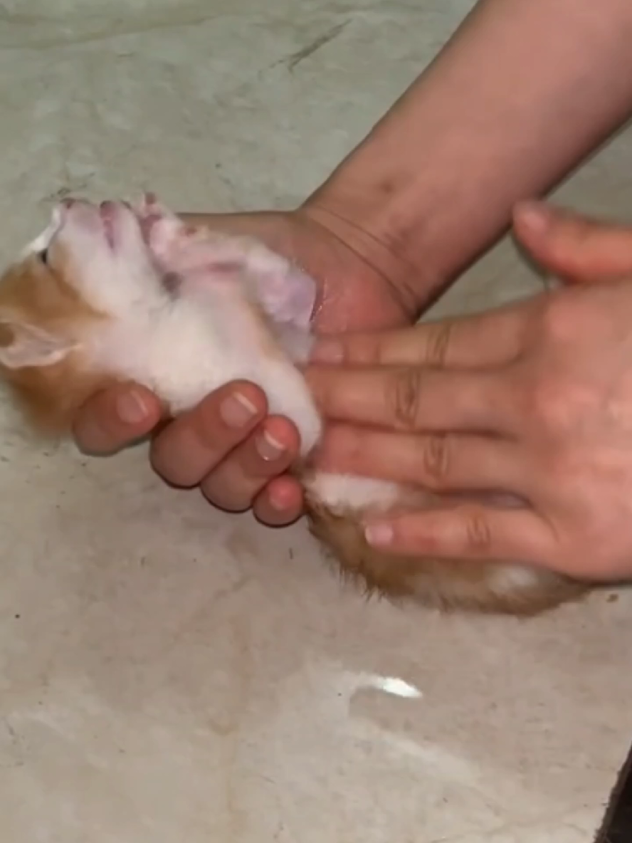 How kids attached with kitten.#help #cute #kittycat #funnycat #funnypets #funnyanimals #cutecats #catlover #wiwiwi #cats #savekittens #kittens #cat  Disclaimer: My purpose of uploading and editing videos from other platforms is to show people that we humans can help animals.