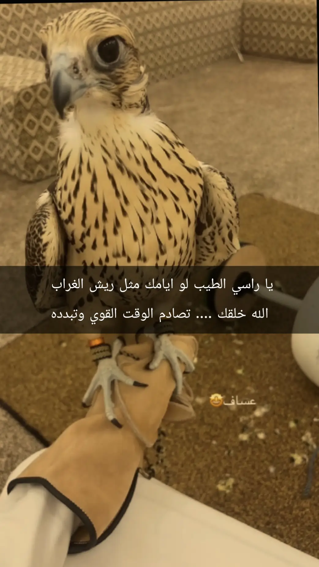 #يا راسي الطيب لو ايامك مثل ريش الغراب  الله خلقك .... تصادم الوقت القوي #وتبدده