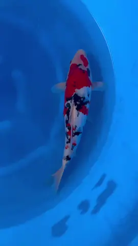 #koi #koifish #koidep #koinhat #koijapan 