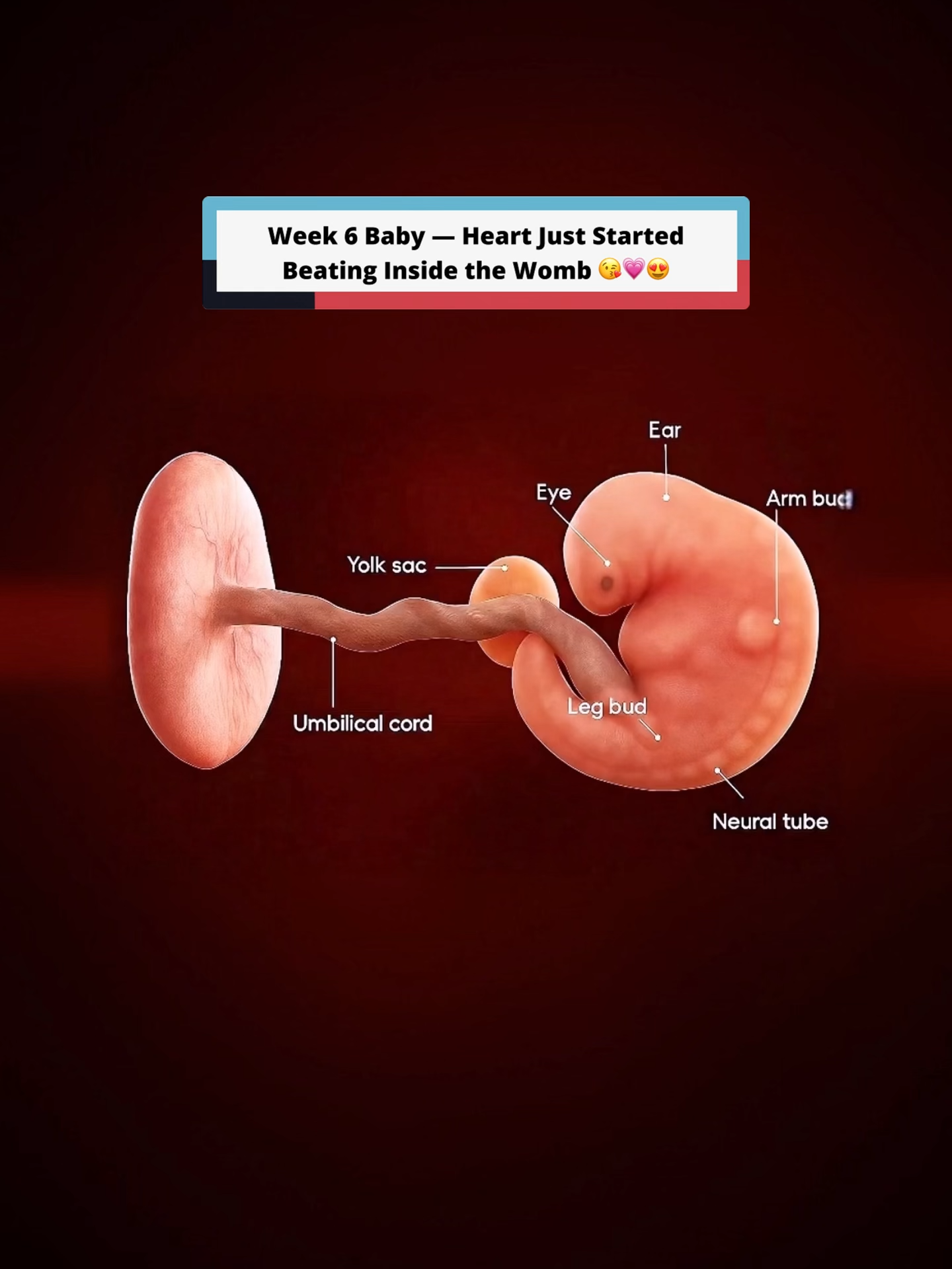 6 Weeks Pregnant — That's How your 6 weeks baby looks inside the womb #pregnancytiktok #pregnancyjourney #pregnanttiktok #pregnantlife #6weekspregnant #6weekspregnancy #babyheartbeat #babyinsidemomsbelly #babyinsidetummy #babyinsidemytummy #momtobe #firsttimemom #pregnancyapp #pregnancyhealth #babyupdate #babyinsidewomb #fetus #embryo #womb #pregnancy #pregnancyupdate #pregnancyjourney #firstrimester #6weeksbaby #ivfpregnancy #bumpdate #babytalk #6weekold #earlypregnancy #pregnancysymtoms #viral #foryou #foryoupagе #fyp #viraltiktokvideo #prolife #nomoreabortion #abortion #us #unitedstates #UK #unitedkingdom