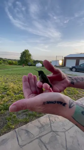 #lettinggo #bird #hummingbird #fyp #foryourpage 