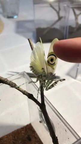 Spiny Flower Mantis! #mantis #closeup #insect #cute #small 