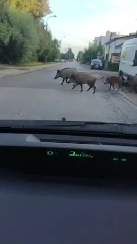 🤷 Когда переехал жить в Варшаву #кабанынадороге 