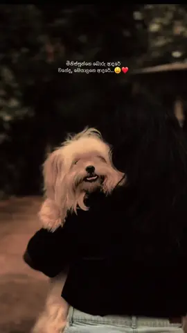 Mge patiyaaa 🥺💗 #CapCut #shitzu #dogsoftiktok #doglovers #foryou #foryoupage #everyone #doglife #repost #sinhalaquotes #favorite 
