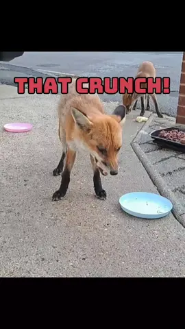 Crunch, Crunch!  #fox #wildlife #cute #fyp #viralvideo 