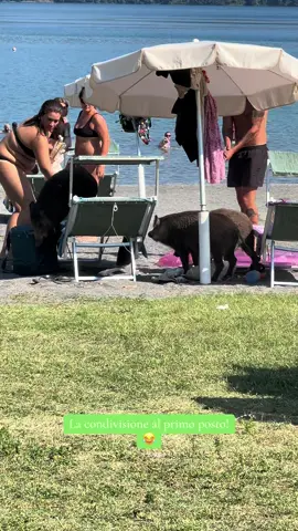 Cinghiali in uscita Castel Gandolfo…quando la natura prevale sull’uomo! 🐗😊🍃 #natura #lagodicastelgandolfo #castelgandolfo #castelliromani #lago #petlover #respectnature #sabato 