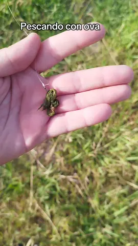 Barbo y carpa con ova. #carpa #pescaria #fishing #barbo #carpfishing #barbel #pesca 