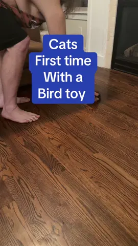 These cats had us cracking up at this toy! #cattoys #bird #tiktokshop #birdtoy #over50 #okie 