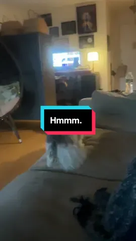 Okay so last night Molly was snoring in my lap soundly, and I was scrolling on my phone. I got the sense that someone was standing next to the couch. I looked up but no one was there. A second later she wakes up out of a sound sleep and does this. And she stood there for a good five minutes. She’s 14 and is always sleeping so this was weird.   #ghost #haunted #dogs 