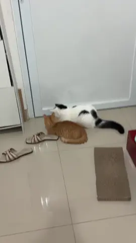 GA EXPECT ADA MAKHLUK DILUAR PINTU ITU, MAAP Y REFLEK👹 takut bgt jujur guysss😭😭😭😭⚠️ #fyp #catlovers #trendingtiktok #cattok  #fypシ #catsoftiktok #kucingtiktoklucu #kucingtiktokfyp #bshkitten #kucingtiktok #cattokers #kucingviral #dailydose #kucingoren #munchkincat #kucinglucu 