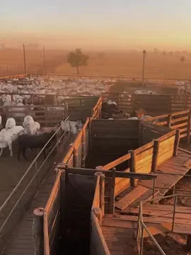 #luanpereira #CapCut 