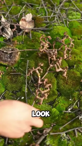 #countrylife #cooking