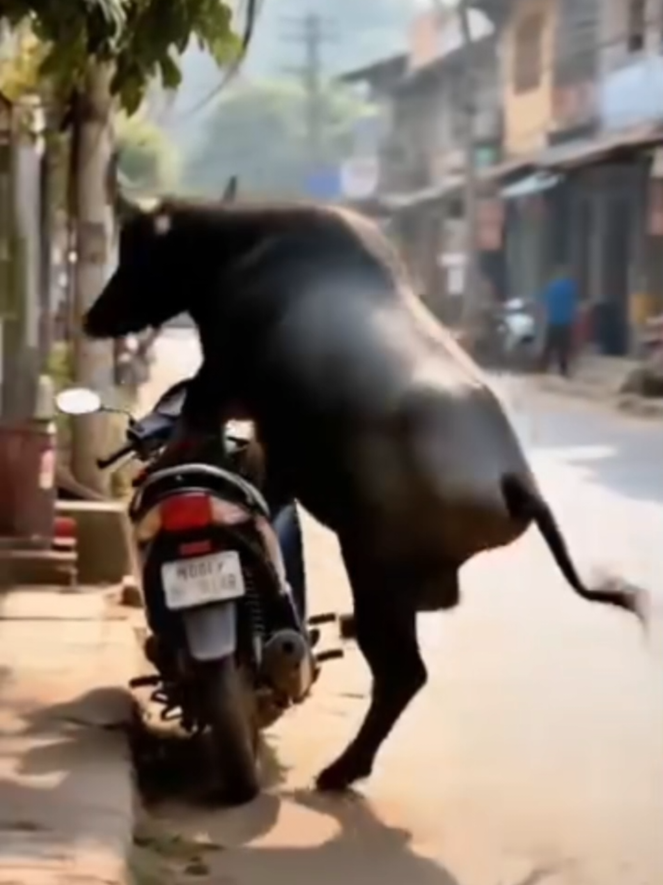 ## ভিডিওটি ভালো লাগলে লাইক শেয়ার করবেন প্লিজ 🙏🤣🤣🤣😂🤣😅😂😅😂😂😂