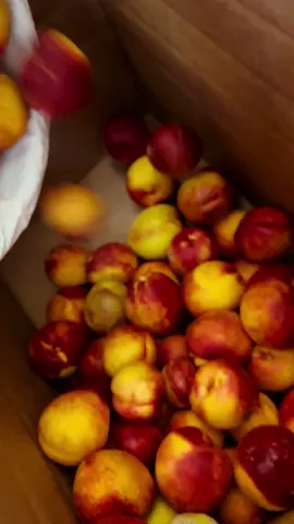From orchard to snack bowl 🍑✨ Watch these fresh-picked peaches transform into sweet, chewy bites of sunshine! 🌞 #DehydratingPeaches #HarvestToSnack #CapCut #FoodPreservation #FromFarmToTable #HomemadeSnacks #PeachSeason #FoodStorage #HealthySnacks #SnackPrep #FoodieTikTok #DehydratedFruit #ZeroWasteCooking #PreserveTheHarvest 