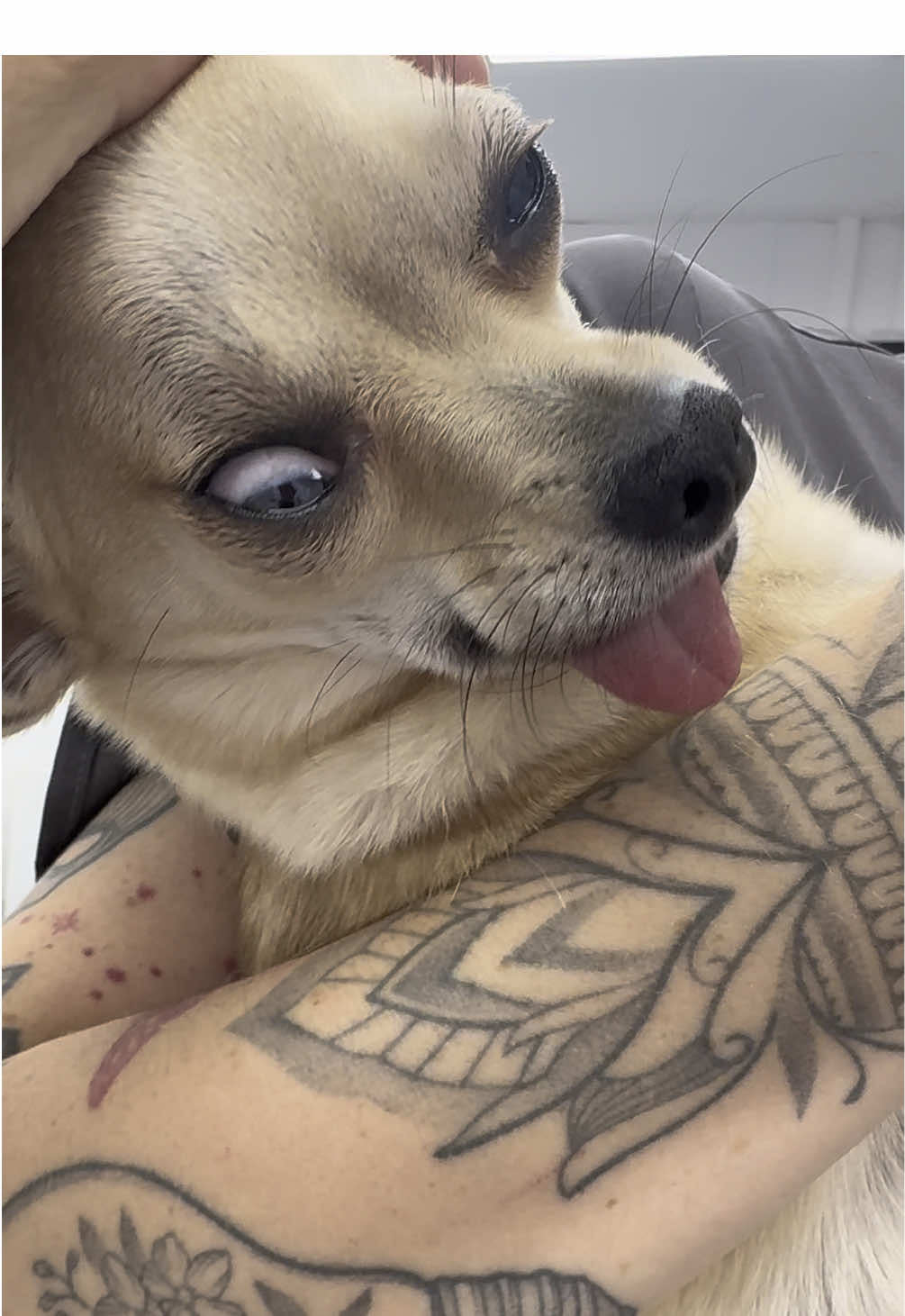 Delilah got high on methadone and diazepam 🤭  #dogsoftiktok #high #veterinariansoftiktok #veterinarymedicine #vetnurse 