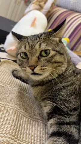 Don't ask the kitten anymore!#fyp #jinjin #CatCare 