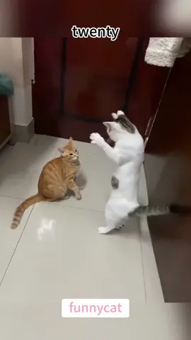 so funny!!!#cats #cutecats #foryou #funnytiktok #funnyvideos #usa #funnyanimals #fypシ #cute #funnycat #catlover #funnypets #viral #funny
