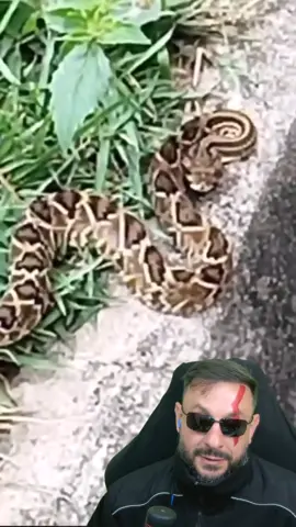 Caminhoneiro encontra cobra cascavel na beira da estrada #serpente #biologohenrique #biologo