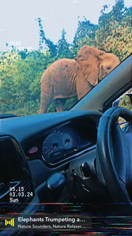 Kazini kwangu kuna kazi 🐘📸