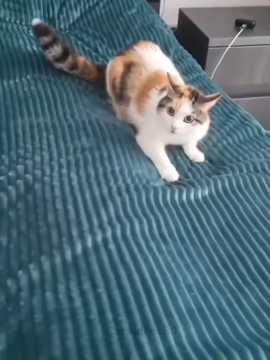 funny cat videos    talkingcat #cat #catvideos #funny #pet #funnycat #fyp #viral #foryoupage #foryou #catoftiktok #fypシ 
