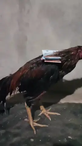 ngantok wo ketemu jam MLM😅#ayambangkoksuper #ayamindonesia #fypシ #fyp #ayamimport #lewatberandamufypシ゚viraltiktok #ayamkoytrad #fypage #ayambulbiindonesia #bangkokselatan #plaker 