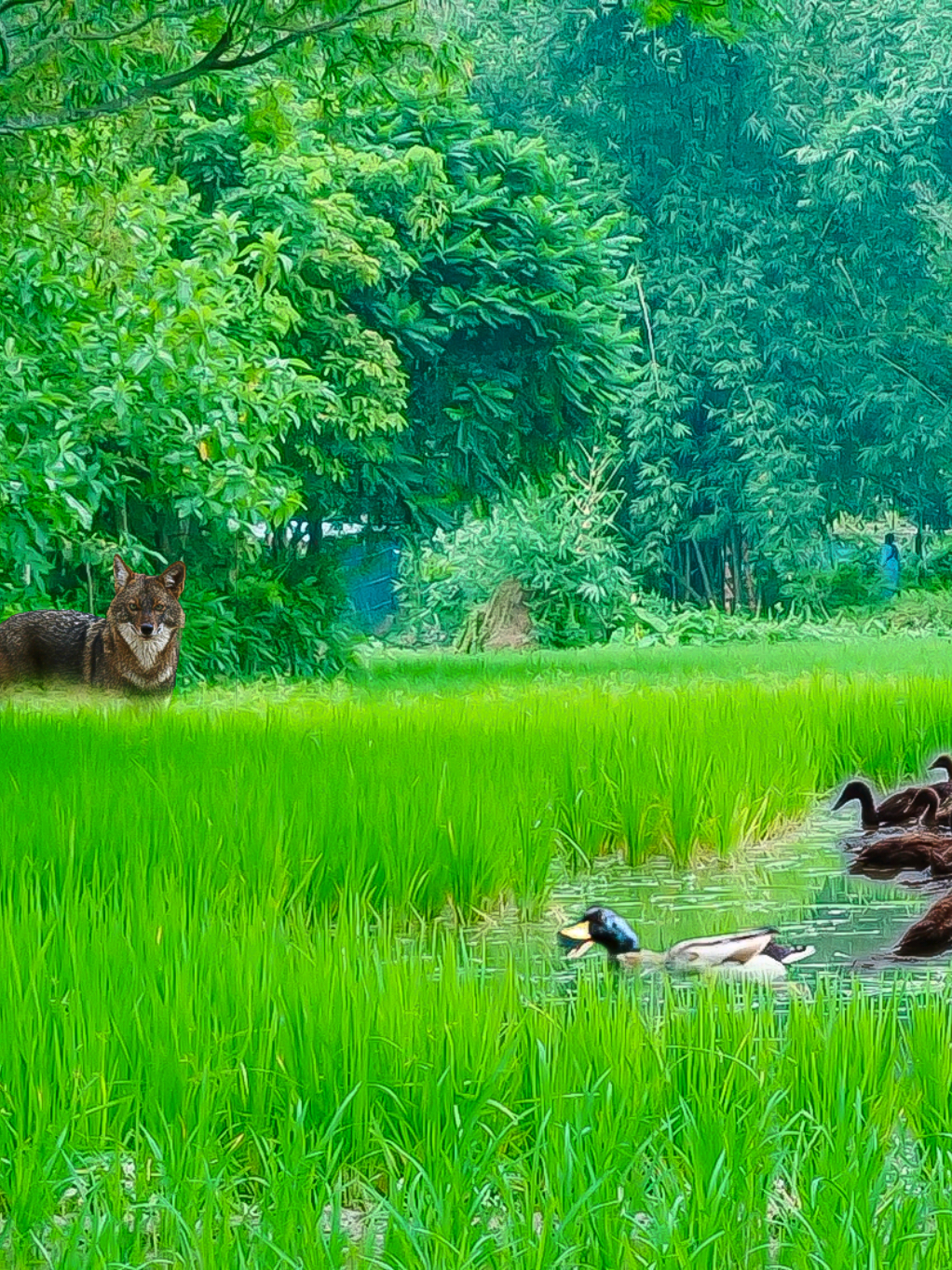 শিয়াল টা এবার আমার হাস খাওয়ার জন্য ওত পেতে আছে