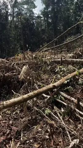 Save hutan lindung tamboke luwu utara, masyarakat sangat mengalami dampak penebangan liar oleh mafia tanah dan oknum