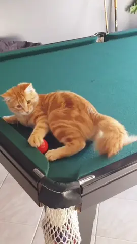 Cats who like billiards 🎱😜😜😜😂😂😂🤣🤣🤣🤣😽😽…#catsoftiktok #fyp #funnycat #cat #funny #usa #veryfunnyvideo😂😁😁 