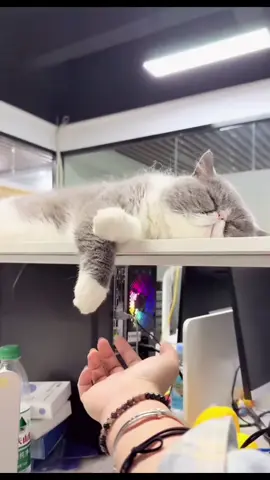 From sweet dreams to ‘what just happened?!’ 😹  #FunnyCats #SleepyCats #CatComedy #MorningMood #CatTok #FelineFun #CatLife #CatsOfTikTok #SleepVsReality #PetHumor