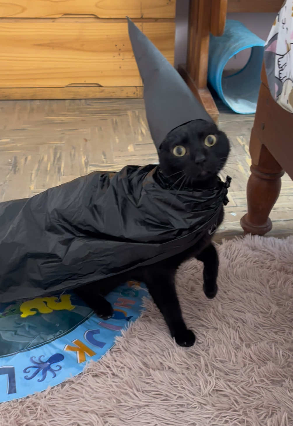 Les presento a el mago oscuro, cuidado con su magia  Introducing the dark sorcerer, be careful with his magic  #cat #crawly #gatostiktok #gatonegro #mago #LIVEIncentiveProgram #LIVEStory #PaidPartnership 