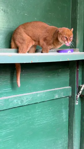 Our Sassy little Jaguarundi, Fraulein getting her morning egg.  Jaguarundi come is 3 main colors, red brown and black.#jaguarundi 