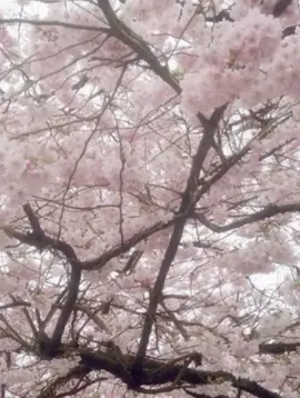 🌸🌸🌸🌸 #cherryblossom #sakura #cherryblossomtree #girly #pink #vibe #whiteandpink #japanese #japanesecherryblossom 
