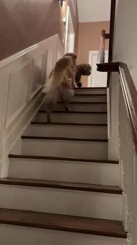 Every single night without fail, this is Tucker’s bedtime routine. On this night, he turned and waited for Stella. 🥺